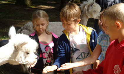 In Nature Crafts we visited Triple M Alpacas, where we fed the alpacas, learned about their care, and took home a sample 